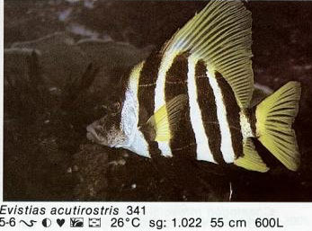 Evistias acutirostris